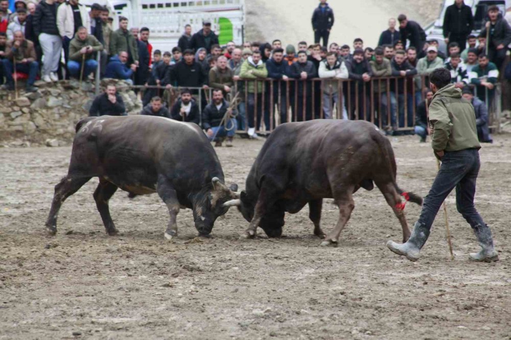 31’inci Kez Boğalar Arenada.. Artvin Yusufeli’nde Nefes Kesen Mücadele!