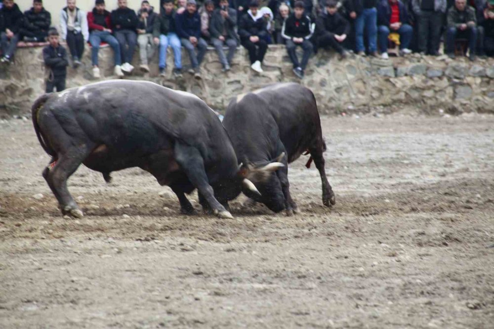31’inci Kez Boğalar Arenada.. Artvin Yusufeli’nde Nefes Kesen Mücadele!