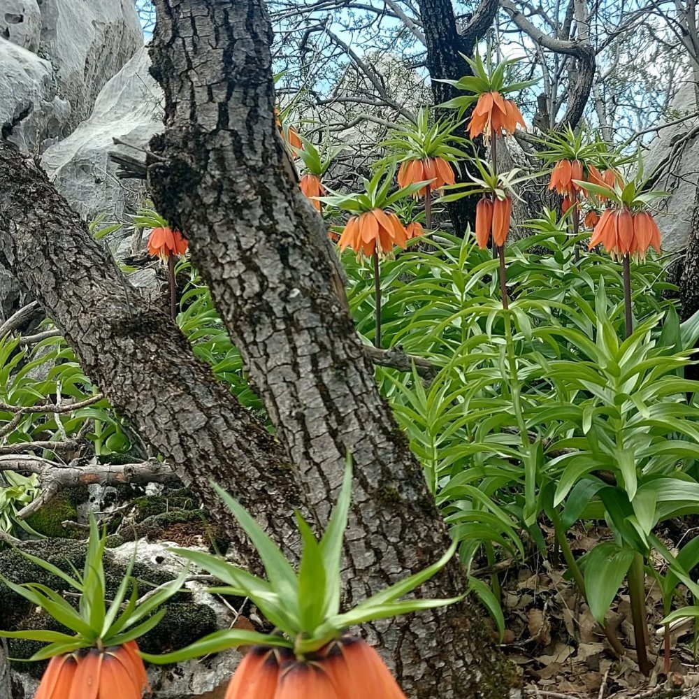 Bu Çiçekleri Koparmanın Cezası 700 Bin Lirayı Buluyor