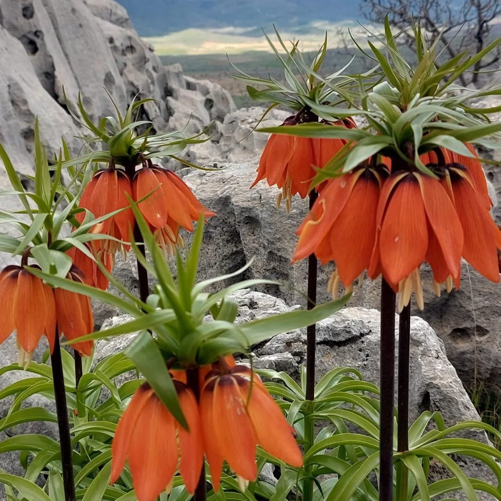 Bu Çiçekleri Koparmanın Cezası 700 Bin Lirayı Buluyor
