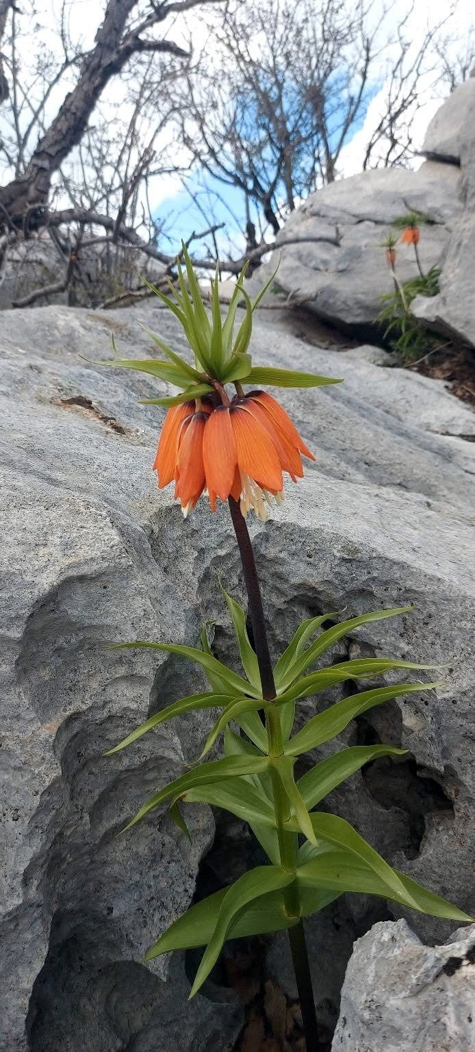Bu Çiçekleri Koparmanın Cezası 700 Bin Lirayı Buluyor