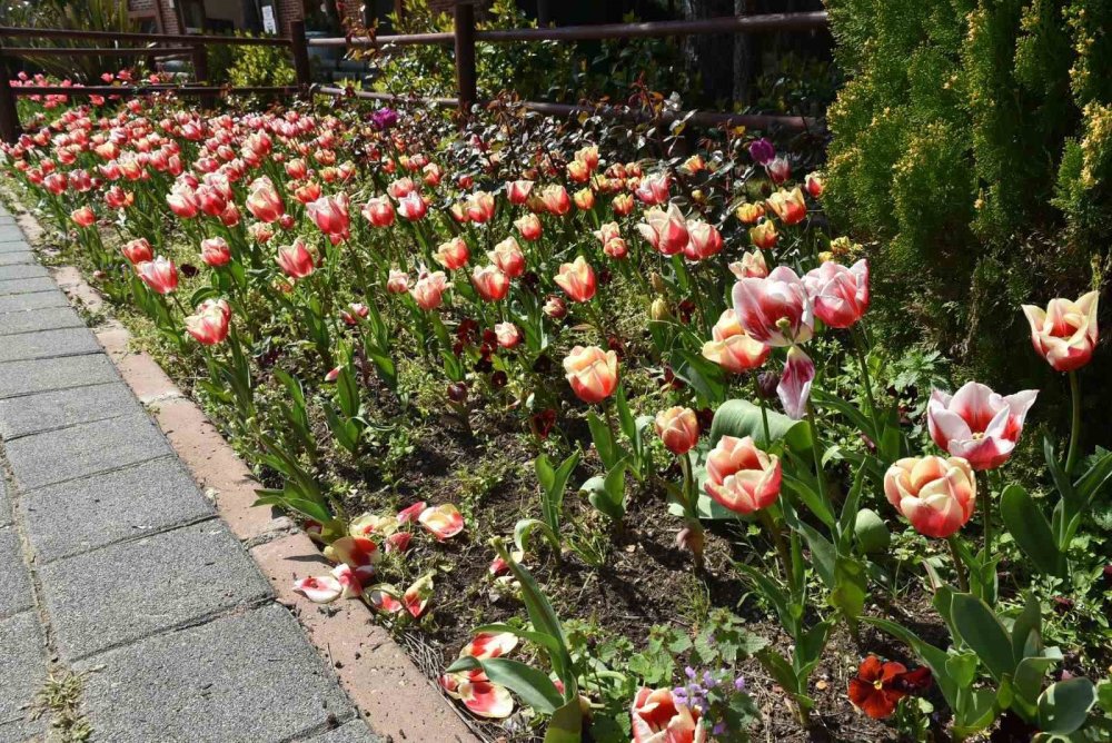 Pendik Korusu’nda Bahar Şöleni.. Lale, Nergis ve Sümbüller Açtı!