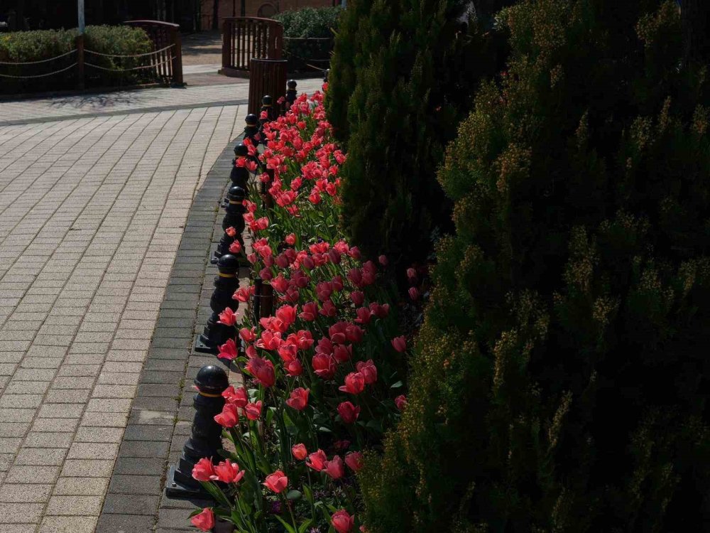 Pendik Korusu’nda Bahar Şöleni.. Lale, Nergis ve Sümbüller Açtı!