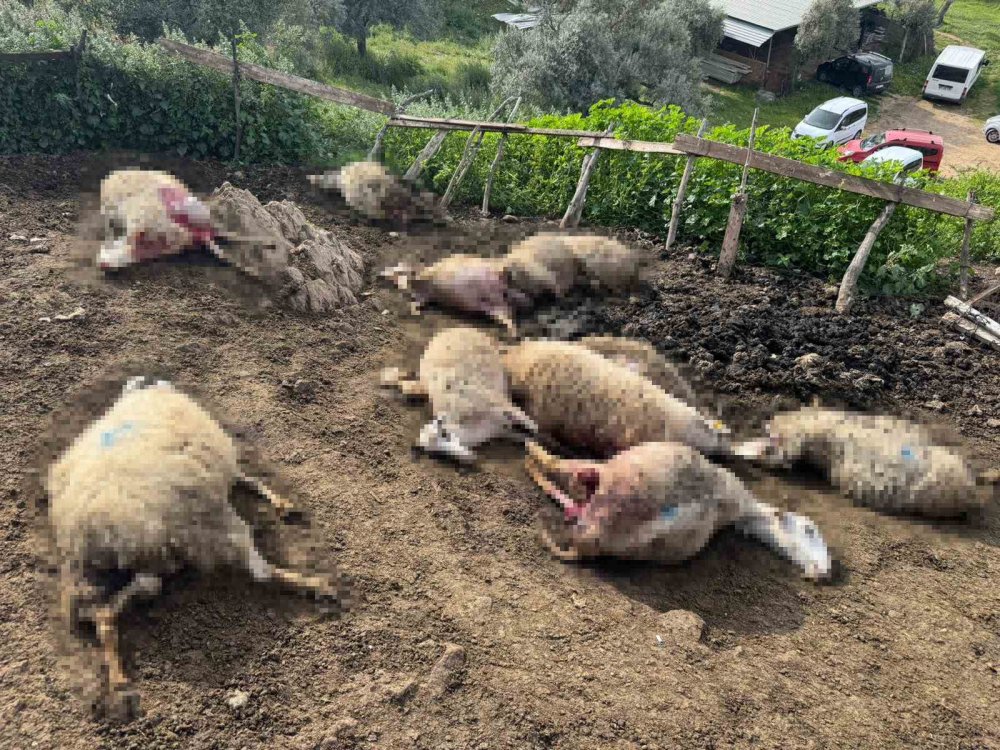 Aydın’da Kurt Saldırısı Vatandaşları Tedirgin Etti