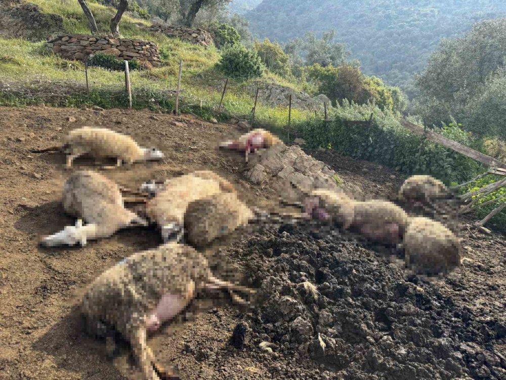 Aydın’da Kurt Saldırısı Vatandaşları Tedirgin Etti