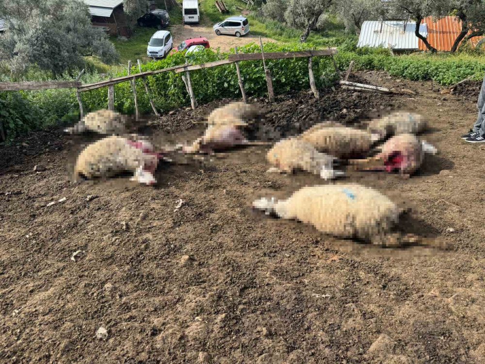 Aydın’da Kurt Saldırısı Vatandaşları Tedirgin Etti