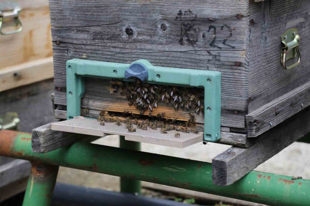 Hava Sıcaklığı Arıcıları Vurdu, Uzmanlardan Kritik Uyarı