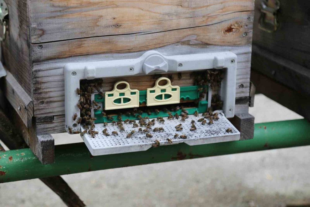 Hava Sıcaklığı Arıcıları Vurdu, Uzmanlardan Kritik Uyarı