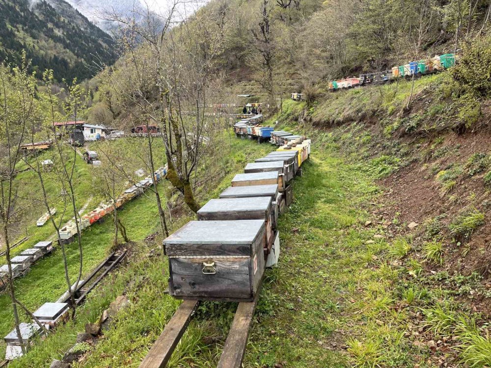 Hava Sıcaklığı Arıcıları Vurdu, Uzmanlardan Kritik Uyarı