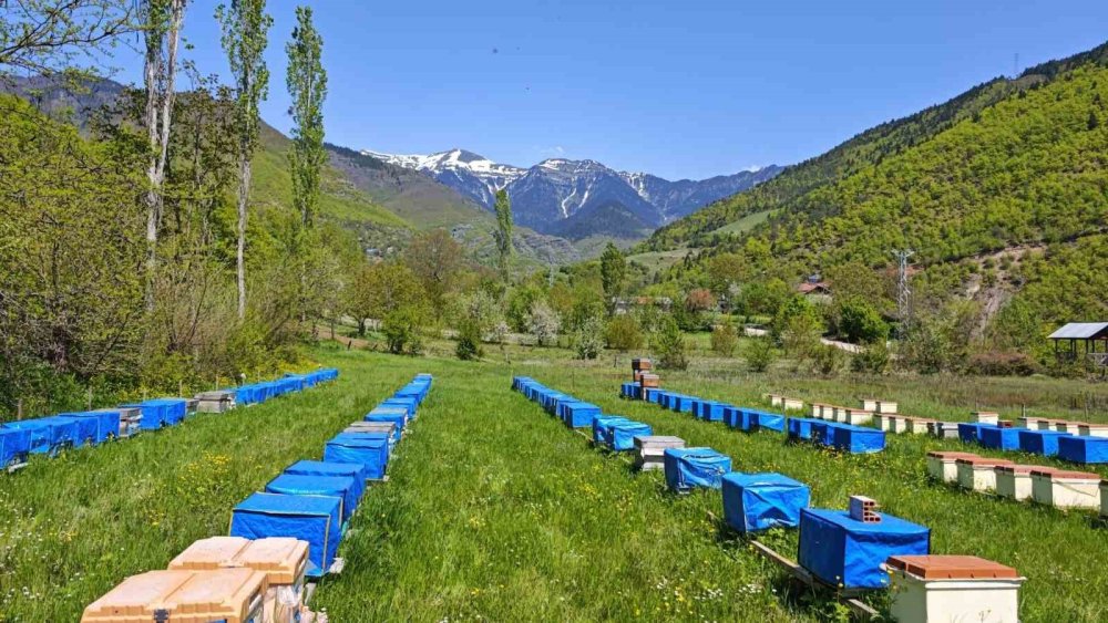 Hava Sıcaklığı Arıcıları Vurdu, Uzmanlardan Kritik Uyarı