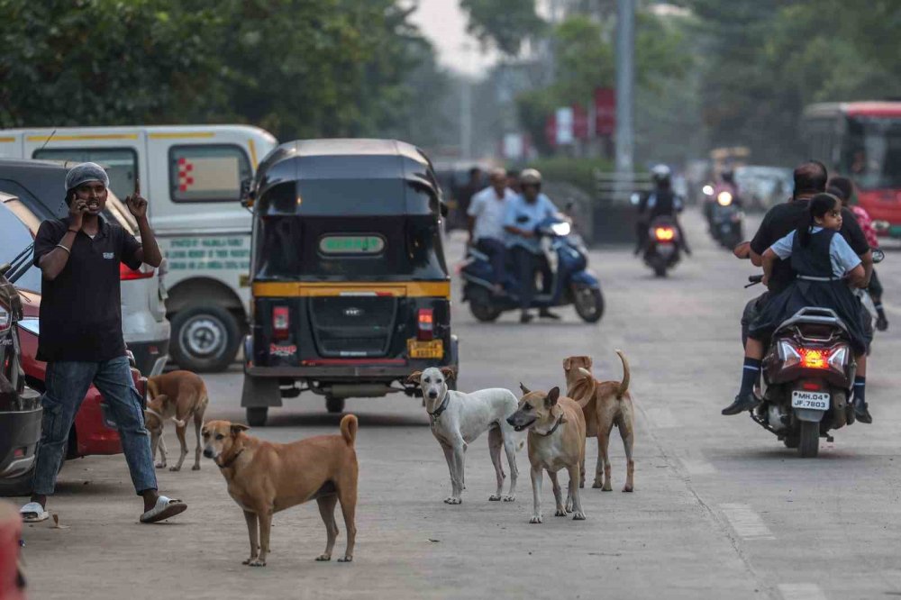Hindistan’da 62 Milyon Sokak Köpeği, Sokakları İşgal Ediyor