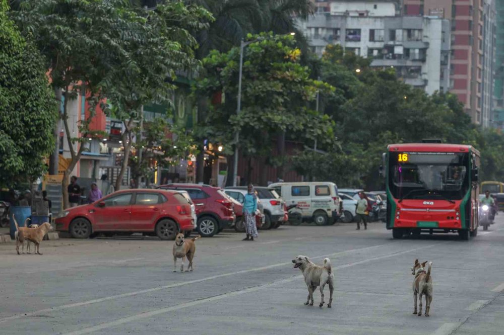Hindistan’da 62 Milyon Sokak Köpeği, Sokakları İşgal Ediyor