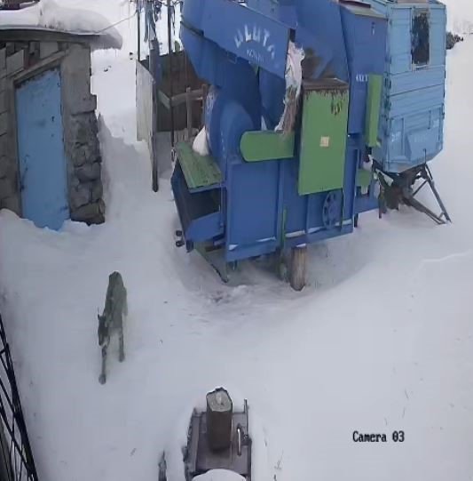 Ardahan Hanak’ta Aç Kalan Vaşak Köye İndi