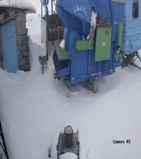 Ardahan Hanak’ta Aç Kalan Vaşak Köye İndi