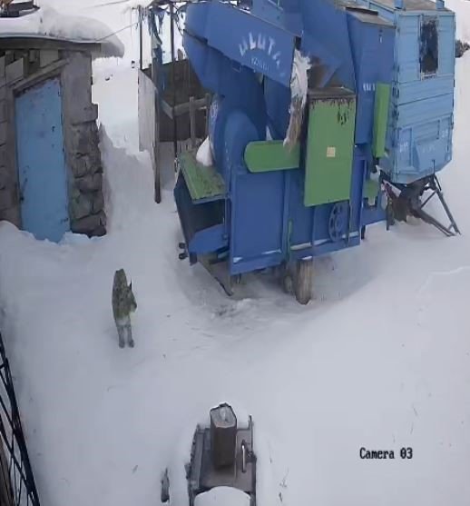 Ardahan Hanak’ta Aç Kalan Vaşak Köye İndi