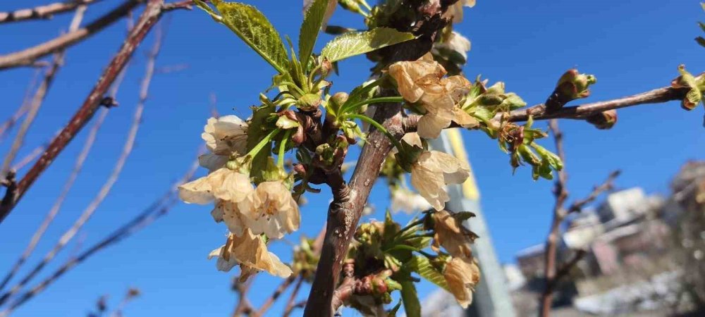 Erzincan’da Zirai Don ve Soğuk Şok: Kayısı Çiçekleri Karardı