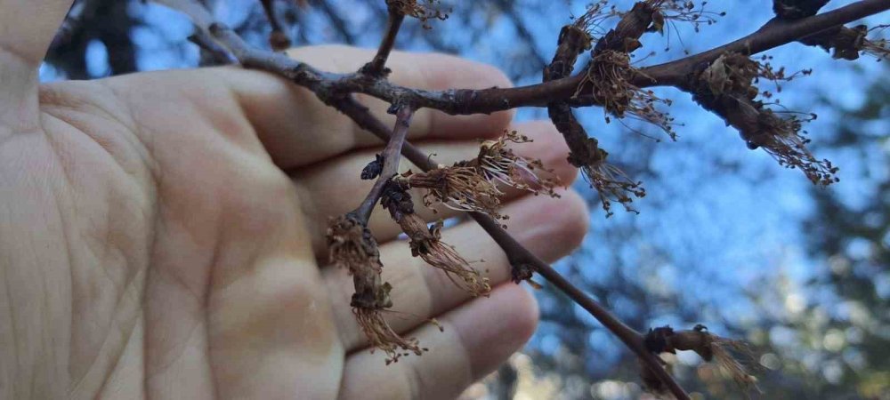 Erzincan’da Zirai Don ve Soğuk Şok: Kayısı Çiçekleri Karardı