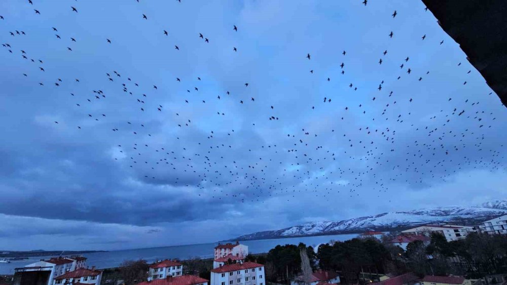 Tatvan’da Gökyüzünü Kaplayan Binlerce Kuş Görsel Şölen Sundu