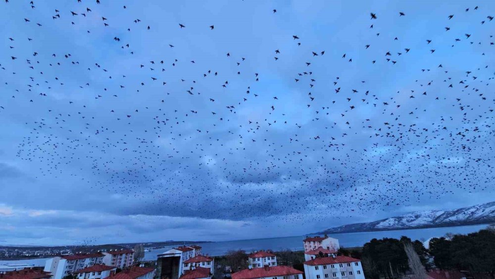 Tatvan’da Gökyüzünü Kaplayan Binlerce Kuş Görsel Şölen Sundu