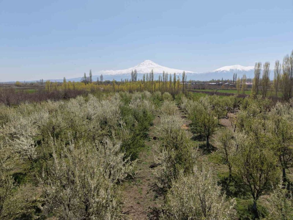 Iğdır’da Çiftçiler Meyve Ağaçlarını Dumanlama Yöntemi İle Soğuktan Korudu