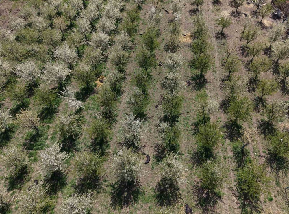Iğdır’da Çiftçiler Meyve Ağaçlarını Dumanlama Yöntemi İle Soğuktan Korudu