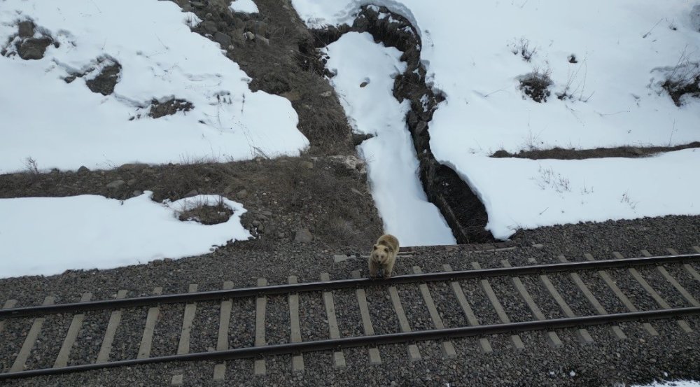 Kars’ta Ayı ile Dron Karşılaşması.. Merak ve Tedirginlik Aynı Anda Kamerada!