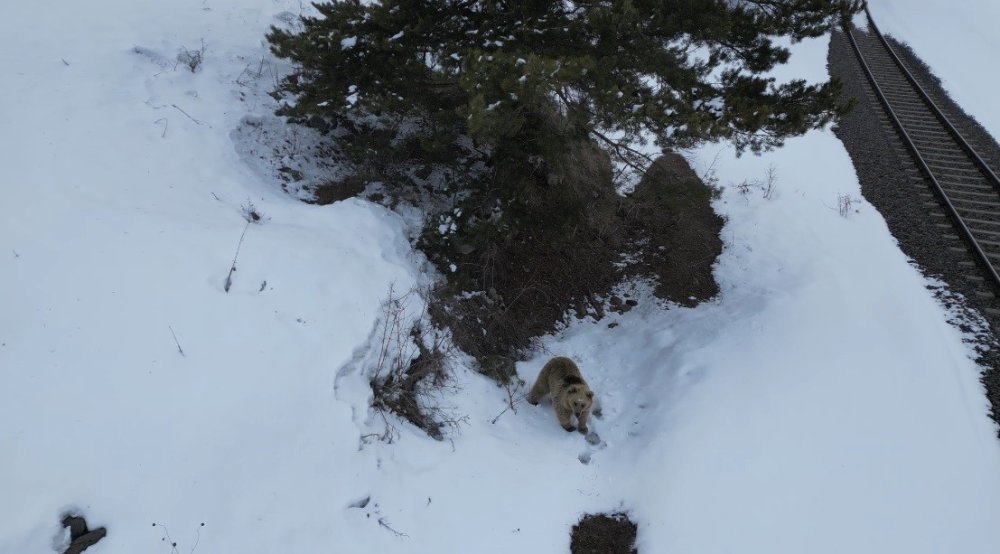 Kars’ta Ayı ile Dron Karşılaşması.. Merak ve Tedirginlik Aynı Anda Kamerada!
