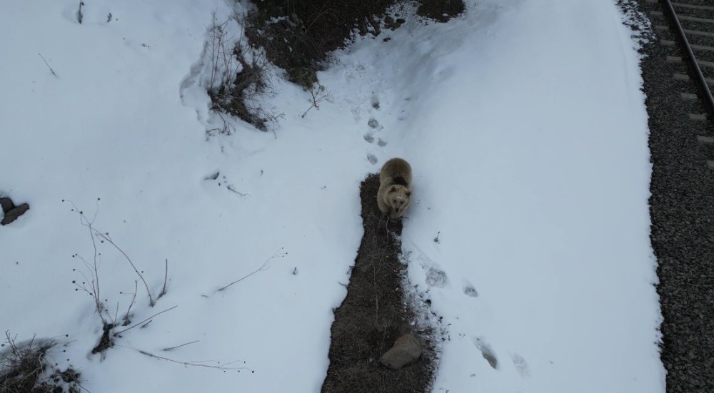 Kars’ta Ayı ile Dron Karşılaşması.. Merak ve Tedirginlik Aynı Anda Kamerada!