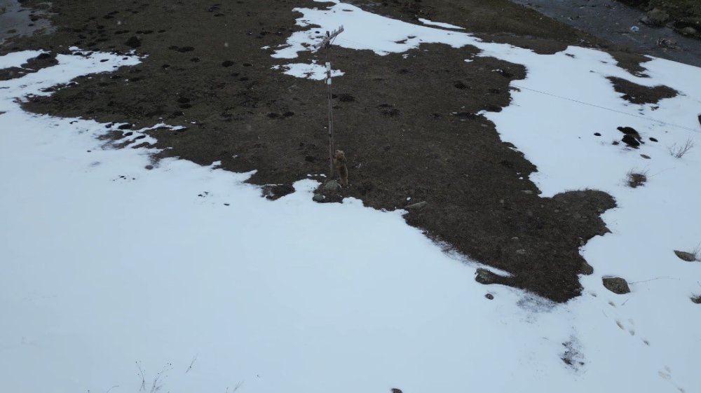 Kars’ta Ayı ile Dron Karşılaşması.. Merak ve Tedirginlik Aynı Anda Kamerada!