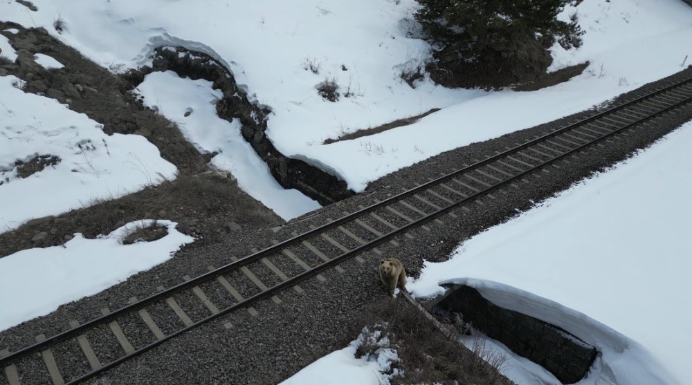 Kars’ta Ayı ile Dron Karşılaşması.. Merak ve Tedirginlik Aynı Anda Kamerada!
