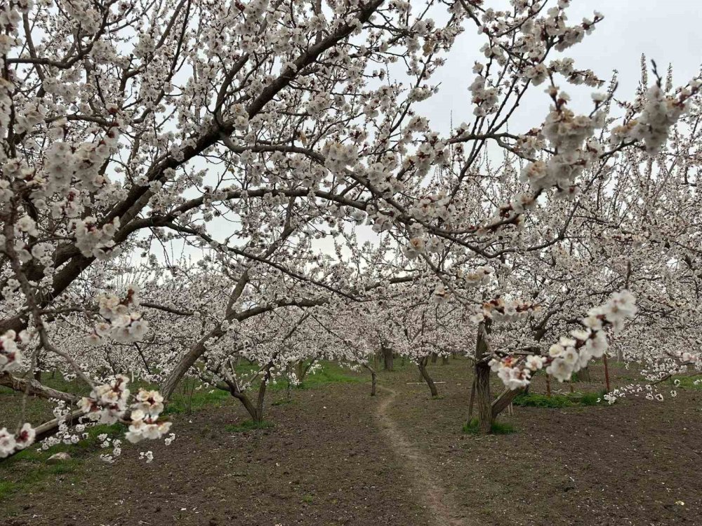 Kağızman’da Kayısı Ağaçları Çiçek Açtı.. Üreticide Rekolte Umudu Arttı!