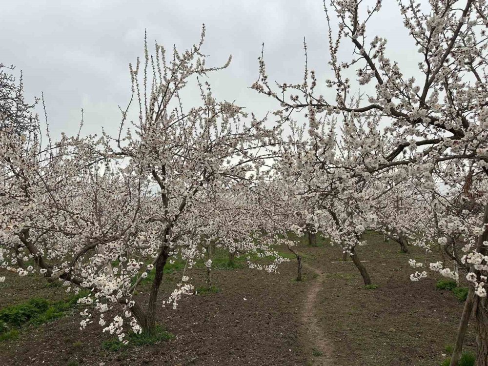 Kağızman’da Kayısı Ağaçları Çiçek Açtı.. Üreticide Rekolte Umudu Arttı!