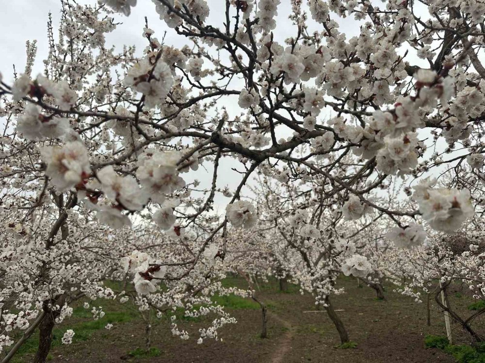Kağızman’da Kayısı Ağaçları Çiçek Açtı.. Üreticide Rekolte Umudu Arttı!
