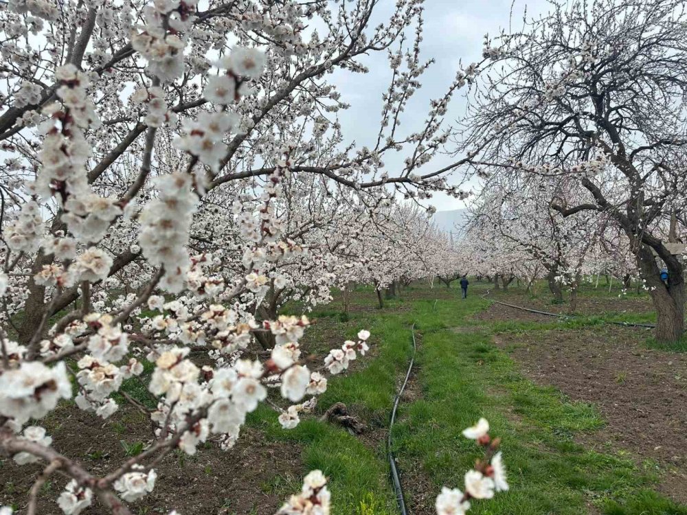 Kağızman’da Kayısı Ağaçları Çiçek Açtı.. Üreticide Rekolte Umudu Arttı!