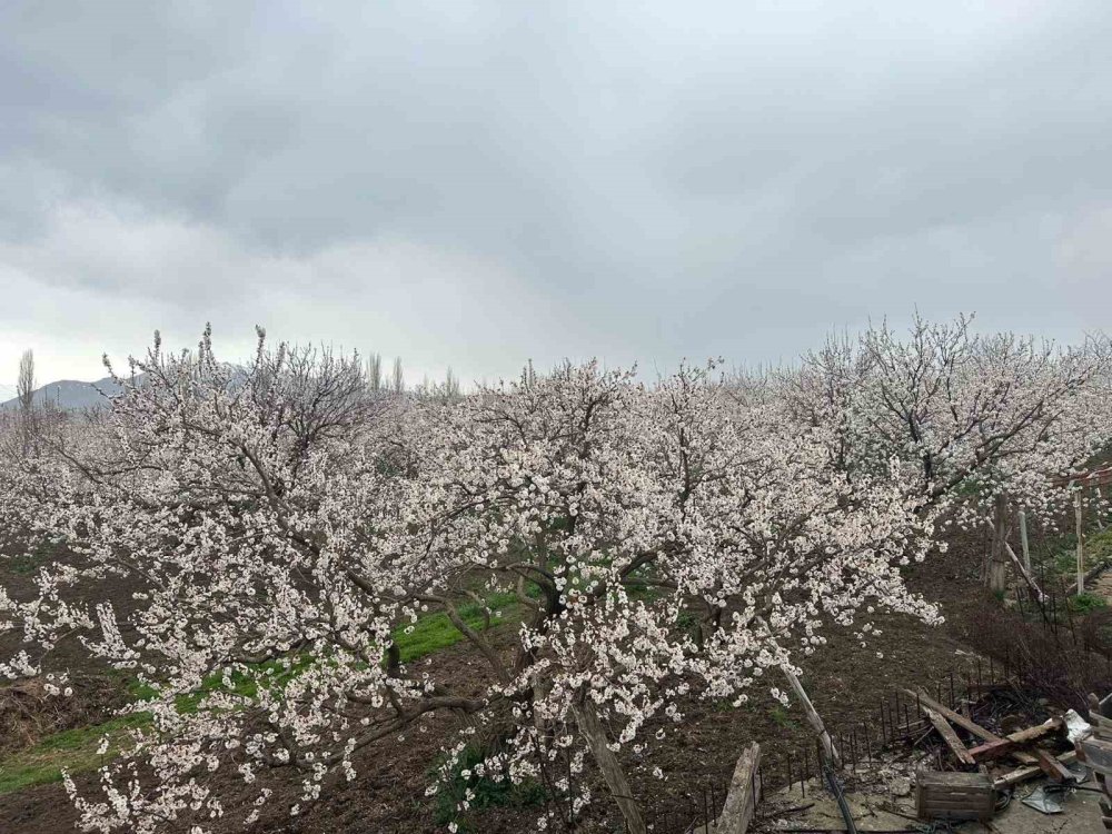 Kağızman’da Kayısı Ağaçları Çiçek Açtı.. Üreticide Rekolte Umudu Arttı!