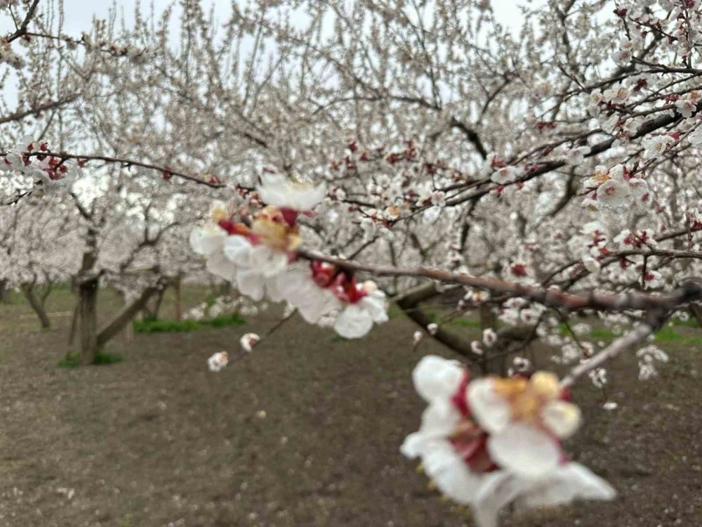 Kağızman’da Kayısı Ağaçları Çiçek Açtı.. Üreticide Rekolte Umudu Arttı!