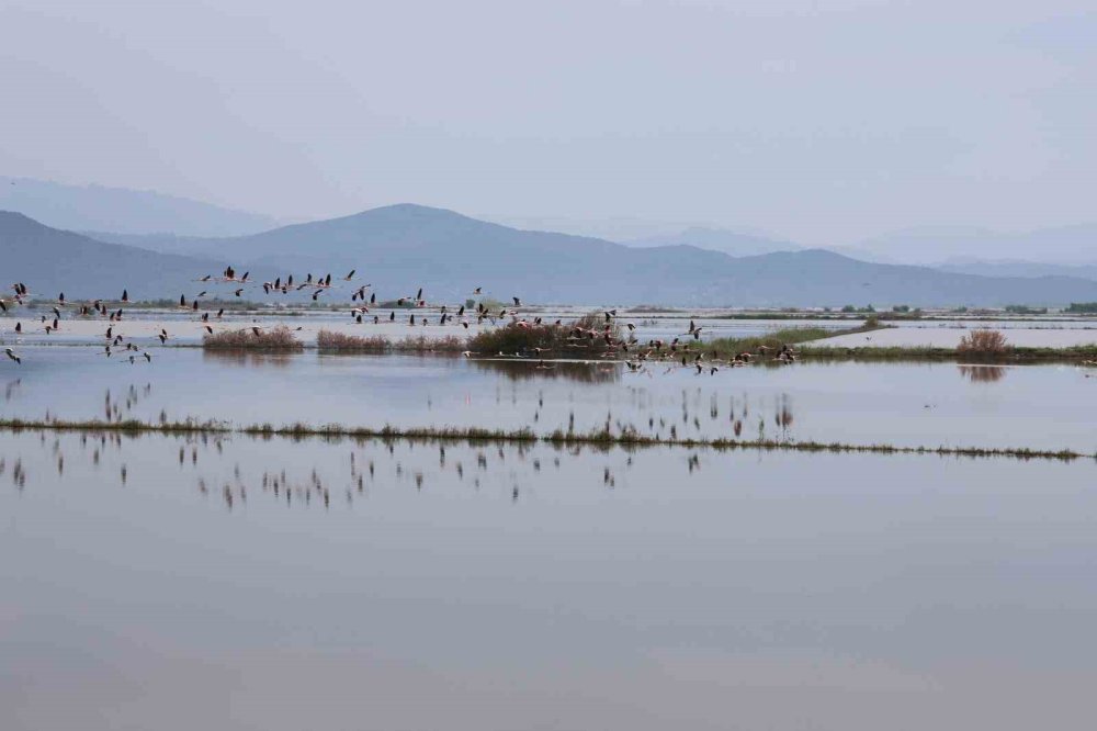 Su Altında Kalan Arazilerde Flamingolar Görsel Şölen Oluşturdu