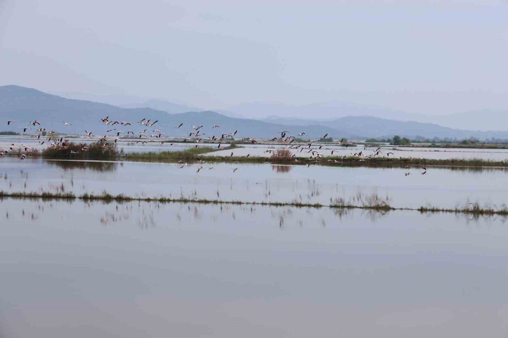 Su Altında Kalan Arazilerde Flamingolar Görsel Şölen Oluşturdu