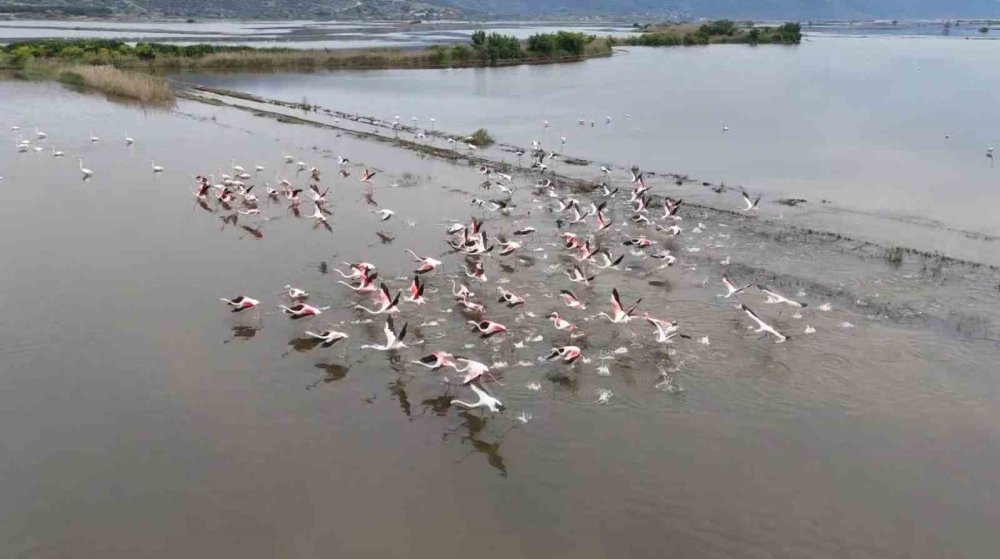 Su Altında Kalan Arazilerde Flamingolar Görsel Şölen Oluşturdu