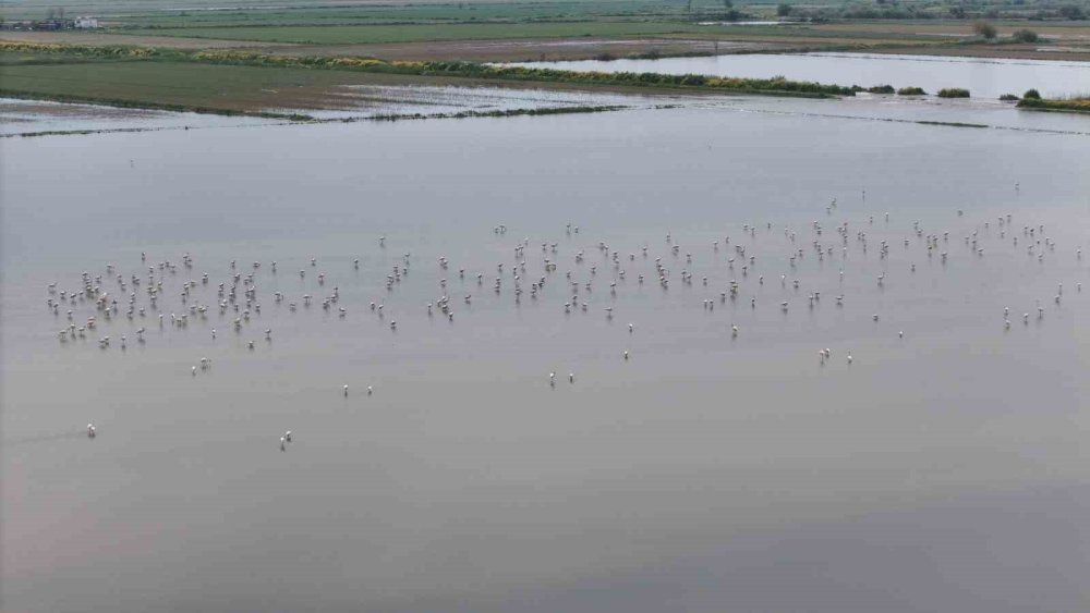 Su Altında Kalan Arazilerde Flamingolar Görsel Şölen Oluşturdu