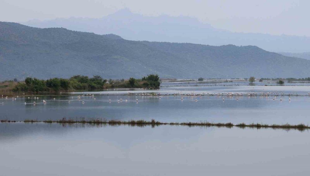 Su Altında Kalan Arazilerde Flamingolar Görsel Şölen Oluşturdu