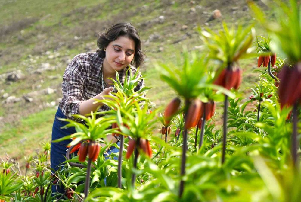 Muş'un Karaağaçlı Beldesinde, Ters Laleler Açtı