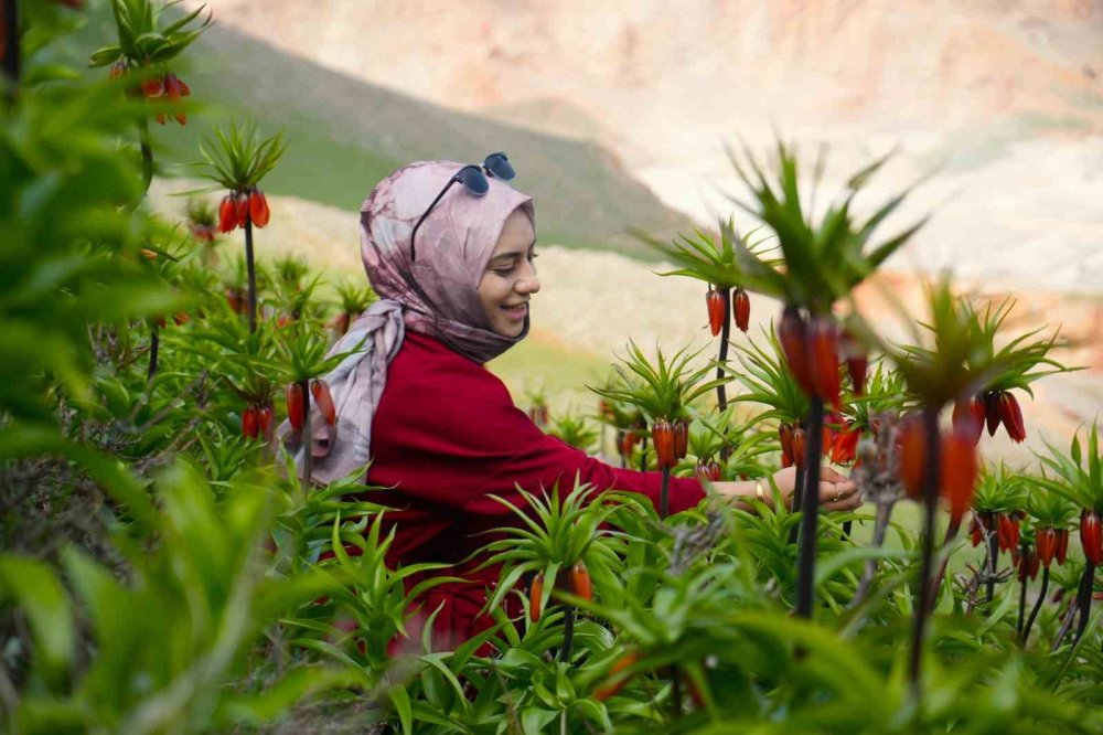 Muş'un Karaağaçlı Beldesinde, Ters Laleler Açtı