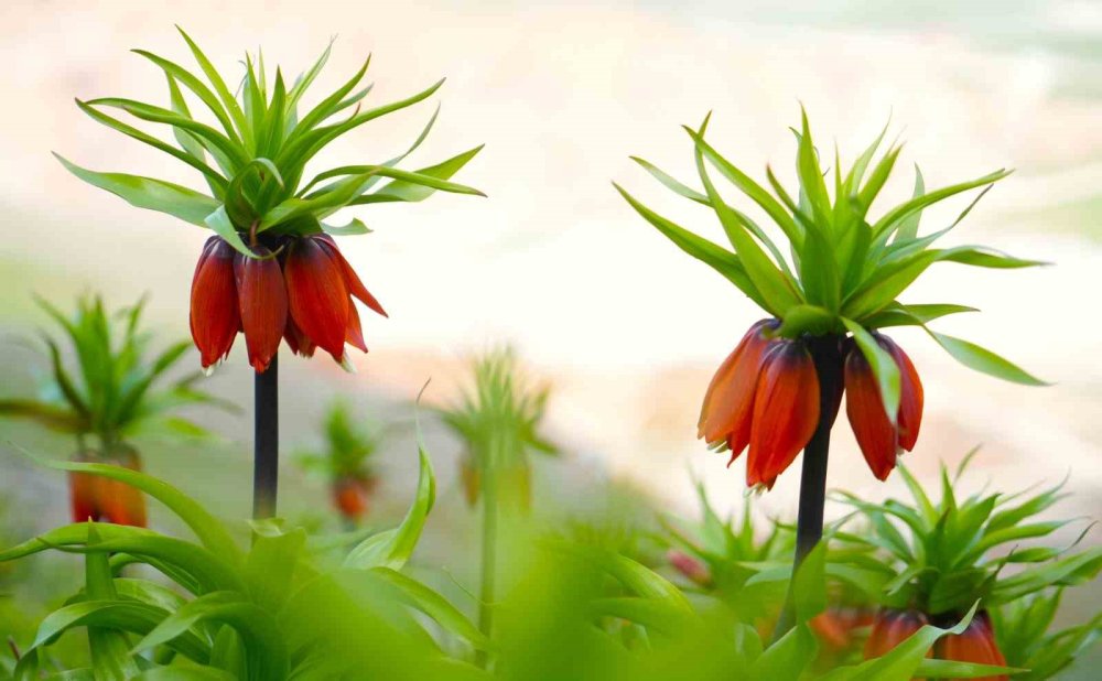 Muş'un Karaağaçlı Beldesinde, Ters Laleler Açtı