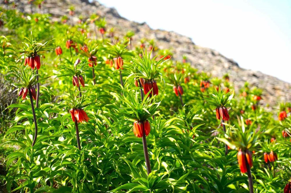 Muş'un Karaağaçlı Beldesinde, Ters Laleler Açtı