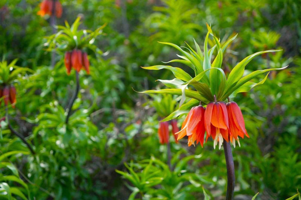 Muş'un Karaağaçlı Beldesinde, Ters Laleler Açtı