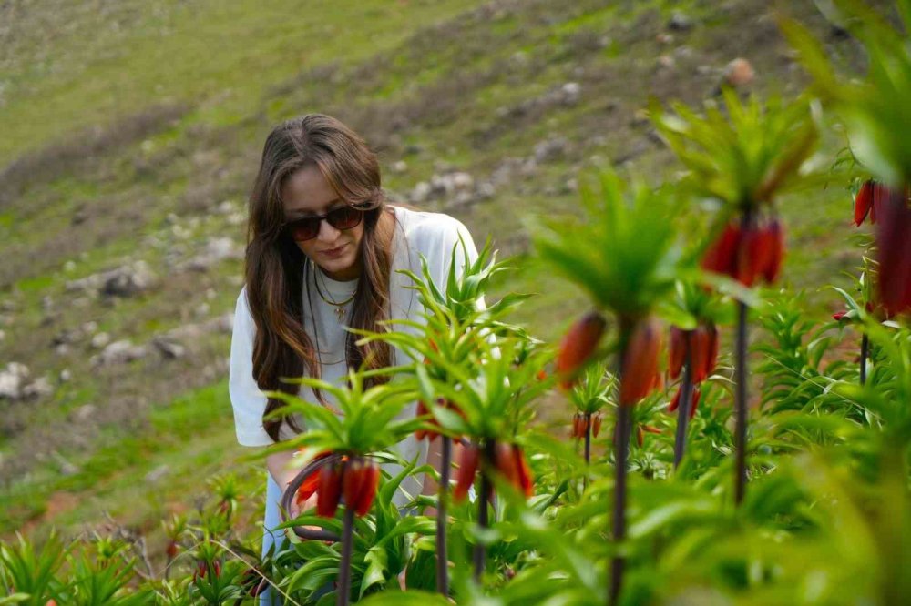 Muş'un Karaağaçlı Beldesinde, Ters Laleler Açtı