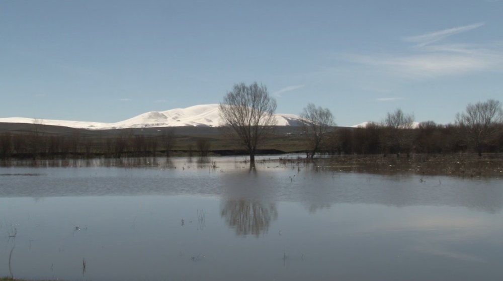 Kars Çayı Taştı.. Ağaçlar Suya Gömüldü, Meralar Etkilendi!