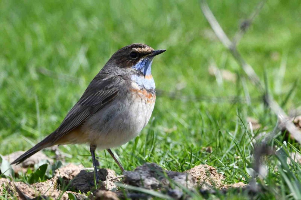 Van Gölü Havzası Göçmen Kuşlarla Renklendi