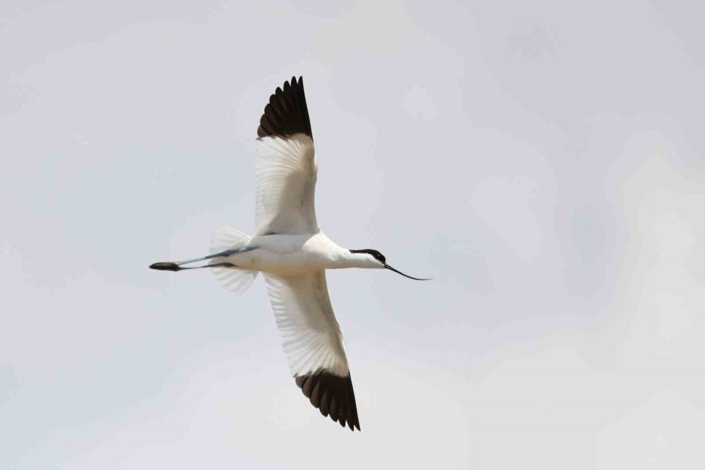 Van Gölü Havzası Göçmen Kuşlarla Renklendi